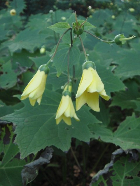 Kirengeshoma palmata fleur